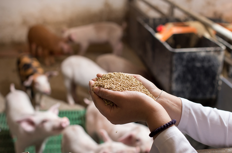 BinSentry and Hanor Case Study: Understanding how out-of-feed events impact FCR